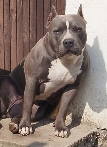 American Bully Standard s PP - 16