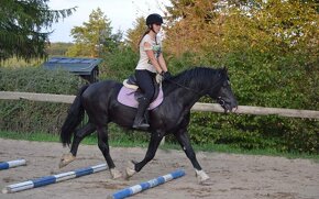 Welsh cob kobylka - 16