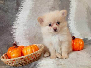 Nádherná Fenečka NŠ/Pomeranian - Cream - 16