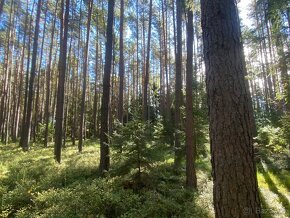 Lesní pozemek Žíšov u Veselí nad Lužnicí - 16