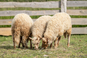 Cápova ovce - ovečky a beránci Hortobagy racka sheep - 16