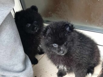 Černo bílá fenečka - Pomeranian mini Boo - 16