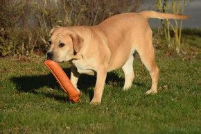 boerboel ballotada - SAFRON-6 měsíců   , s PP - 16