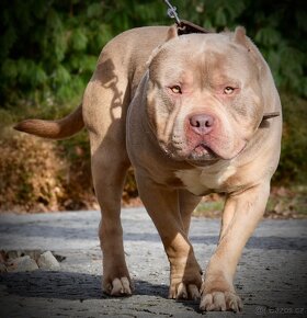 American bully Xl - 16