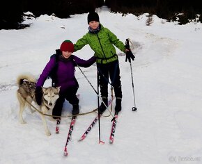 Štěňátka sibiřský husky - 16