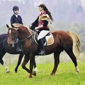 Připouštění Welsh cob - D - 16