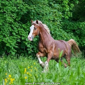 Připouštění Welsh cob - D - 16