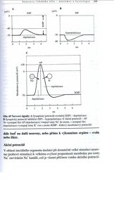 Biologie člověka pro gymnázia v PDF - 17