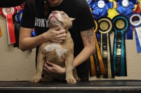 American Bully - 17