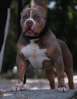 AMERICAN BULLY XL - 17