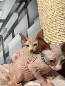 Kanadský Sphynx s průkazem původu - 17