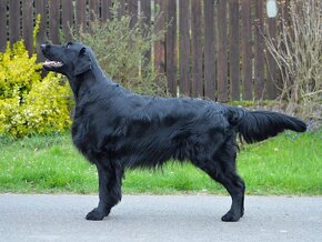 Štěně Flat Coated Retriever-láskyplný retrivr - 17