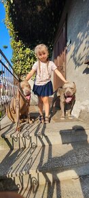 Americký pitbulterier pitbull pit bull silverfawn lilac rare - 17