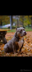 American Bully Standard - 17