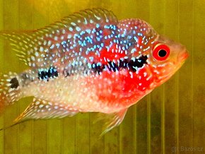 Flowerhorn Super red Dragon - 17