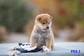 Štěňata Shiba-Inu s PP FCI z chovatelské stanice PIBARO - 17