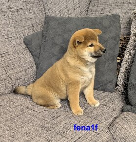 Shiba inu s PP FCI z chovatelské stanice PIBARO - 17