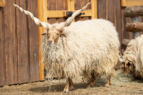 Cápova ovce - ovečky a beránci Hortobagy racka sheep - 17