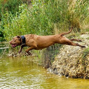 Bandog šteniatka - 17