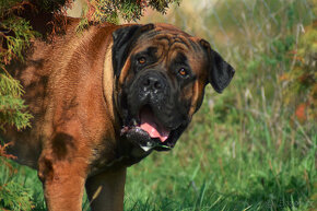 boerboel ballotada - 2 překrásné feny-GARANCE DKK,DLK,OCD - 17