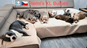 Štěňátka American Bully XL, úžasné barvy, Top rodokmen ABKC - 17