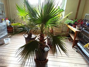 Washingtonia robusta, palmy - 17