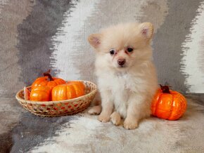 Nádherná Fenečka NŠ/Pomeranian - Cream - 17