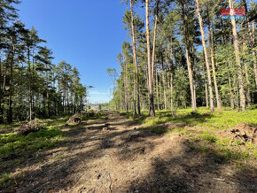 Prodej lesa, 6271 m², Boršov nad Vltavou - 17