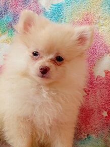 Krásný Maličký Pejsek NŠ / Pomeranian - Cream - 17