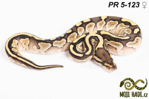 Krajta královská - Python regius - Mláďata 2024 - 18