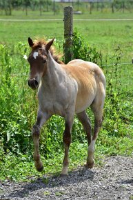 Quarter horse kobylka Red Roan - 18