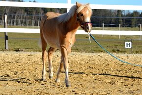 Hřebeček Welsh part bred - WPBr - 18