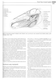 Anatomie domácích savců 1. díl v PDF - 18