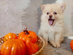 Nádherná Fenečka NŠ/Pomeranian - Cream - 18