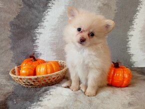 fenečka Německý Špic / Pomeranian - Cream - 18