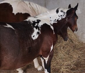 Luxusní PAINT Horse plemeník, DOUBLE HOMOZYGOT, 7 panel NN - 18