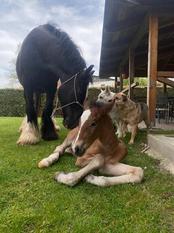 Připouštění PRE plemenným hřebcem- pura raza espanola - 18