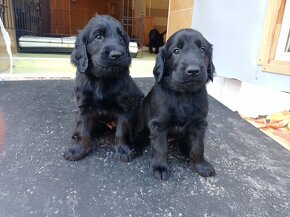 Flat coated retriever s PP - rezervace štěňat - 18