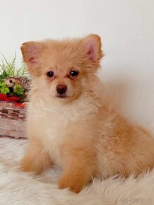 Fenečka Německý Špic / Pomeranian - Orange - 18