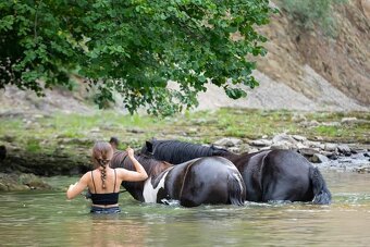 Huculská klisna, hucul, Tobiano, pony, malý kůň - 18