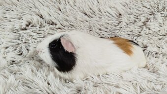 Morče, Morčátko, Morčátka, Morčata - BETTY - 18