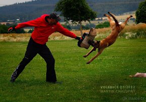 Belgický ovčák Malinois s PP - pracovní linie - 18