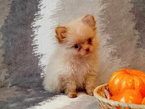 Kouzelný Pejsek - NŠ/Pomeranian - Bez PP - Cream - 18