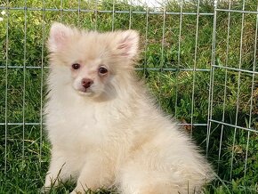 Poslední volný Pejsek NŠ / Pomeranian - CREAM - 18