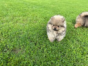 Pomeranian pomerian bez PP, po matke s PP- posledná fenka - 18