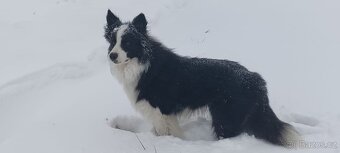 Krycí pes border collie - 18