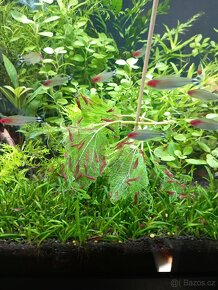 Akvarijní rostlinky a krevetky Red Cherry - 19