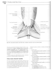 Anatomie domácích savců 1. díl v PDF - 19