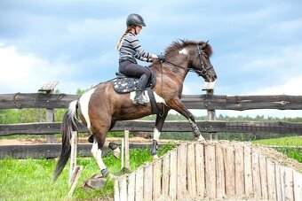 Huculská klisna, hucul, Tobiano, pony, malý kůň - 19