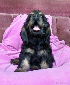 Americký kokršpaněl-štěňátka/ American cocker spaniel - 19